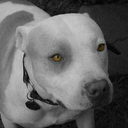 morris9064-blog-blog avatar