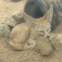 mossyrocksandpebbles avatar