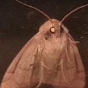 moth-looking-for-a-lamp avatar