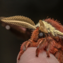 mothgalspam avatar