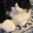 mothidocandart avatar