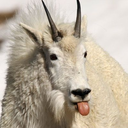 mountaingoatsmemes avatar