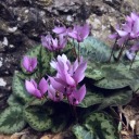 mountains-and-roses avatar