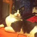 movedtolullabunnyyy avatar