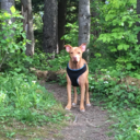 mowgli-the-dog avatar