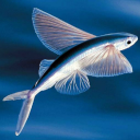 mrflyingfish avatar