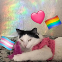 muchos-michis-chikis avatar