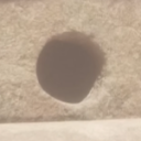 multicarinata avatar