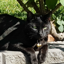 multininja1990 avatar