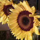 mumblingpaintbrush-blog avatar