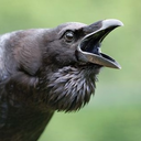 muninn-the-raven-blog avatar