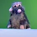 muppetmongoose avatar