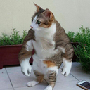 muscularcat avatar