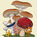 mushroomkidsaregoinginsane-blog avatar