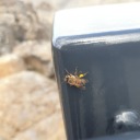 musicaltrashsposts avatar