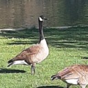 musis-writing avatar