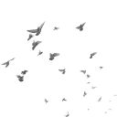 mussedmusings avatar