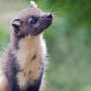 mustelid-enjoyer-1712 avatar