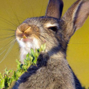 muteinglorious avatar