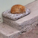 muzyutmusordek avatar