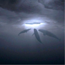 mvgnvsvntimvjoris avatar