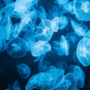 mwahrzipan-sen avatar