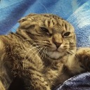 my-cats-scare-me avatar