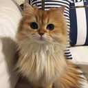 my-little-dreamy-world avatar