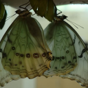 myangelicbeing avatar