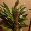 myastrouniverse avatar