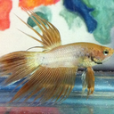 mybettafish avatar