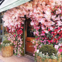 mybohemianhouse avatar