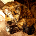 mycatfellasleep avatar