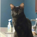 mycatsnameiswoe avatar