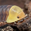 mychemicalisopods avatar