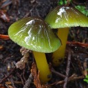 mycota-reblogs avatar