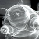 mycroft-valentine avatar