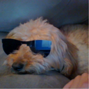 mydogiswaycoolerthanme avatar