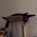 myfavoritecoloris avatar