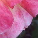 myhandsarepinknow avatar