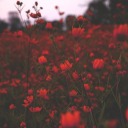 myheart-is-beating avatar