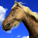 myicelandichorses avatar