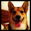 mymaincorgis avatar