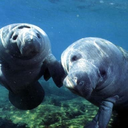 mymanatee-blog avatar