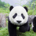 mypandaeatsrice avatar