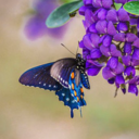 mypeacenchaos avatar