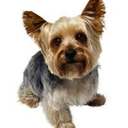 mysmalldog avatar