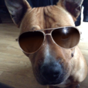 mystaffyroxy avatar