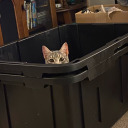 mysteriouslybriefkid avatar