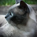 mystery-of-laceration-gravity avatar